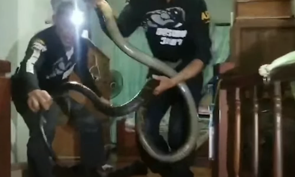 Ταϋλάνδη: Γυναίκα εντόπισε βασιλική κόμπρα μέσα στο δωμάτιό της